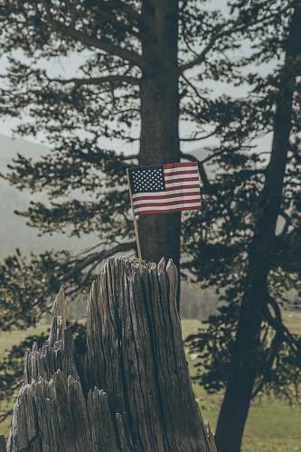 grey flag of United States on tree stump mammoth mountain